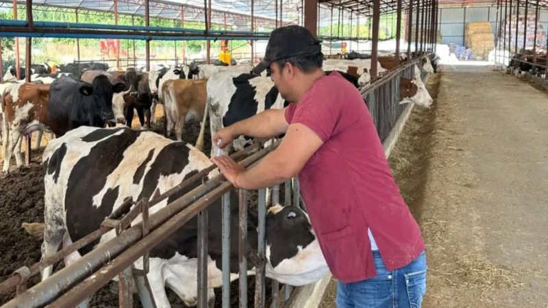Şap Aşılama Dönemi Başladı