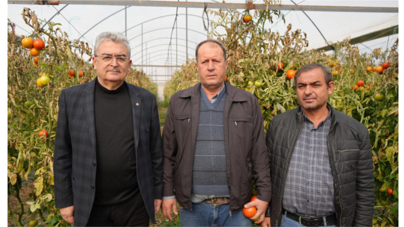 Domates üreticisi zor günler yaşıyor 