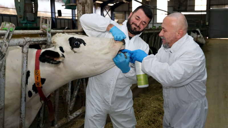 MAKÜ’de üretilen Sprey Şap hastalığına umut oldu