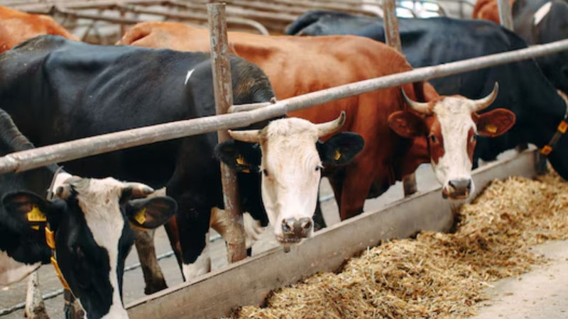 Hayvancılık Destekleri Bugün Askıdan İnecek