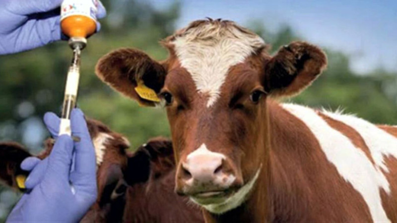 Üreticilere Kritik Uyarı: Şap Aşısını İhmal Etmeyin!