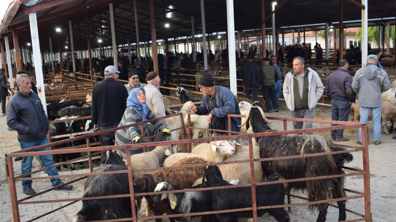 Kurban Pazarlarında Hareketlilik Başladı: Pazarlıklar Kızıştı, Vatandaş Arefe Gününü Bekliyor