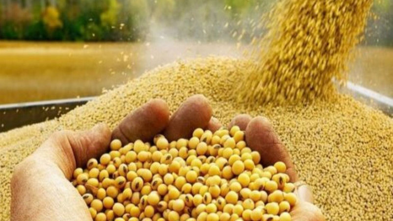 Tarıma Büyük Destek: Tohumların %75’i Hibe